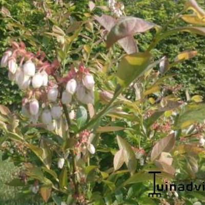 Vaccinium corymbosum 'Bluecrop'