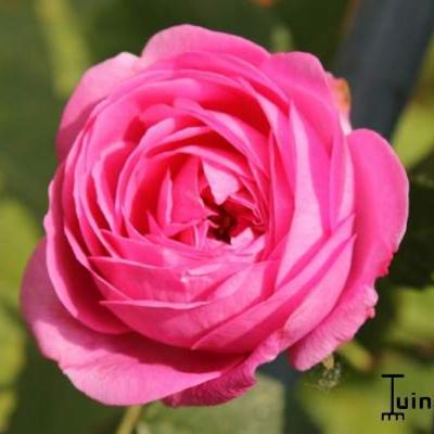 Rosa 'Louise Odier - 