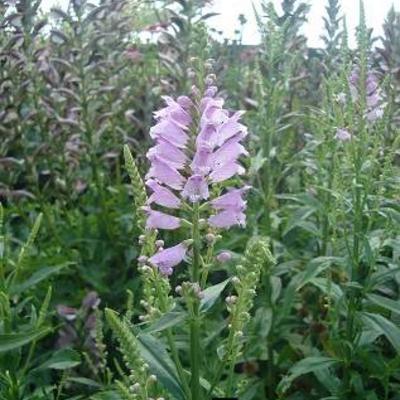 Physostegia virginiana 'Bouquet Rose' - Physostegia virginiana 'Bouquet Rose'