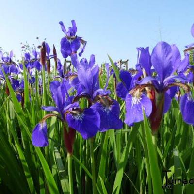 Iris sibirica - Sibirische Schwertlilie