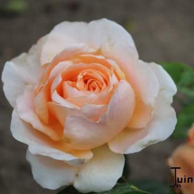 Rosa 'Ambridge Rose'  - 