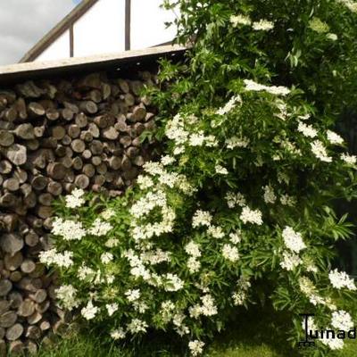 SUREAU NOIR, SUREAU, SEUILLET, BAIE DE SUREAU - Sambucus nigra