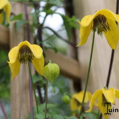 Clematis tangutica 'Bill MacKenzie'  - 