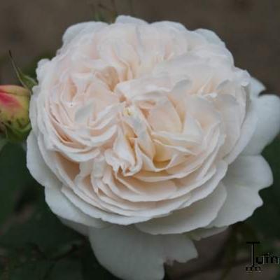 Rosa 'Winchester Cathedral' - 