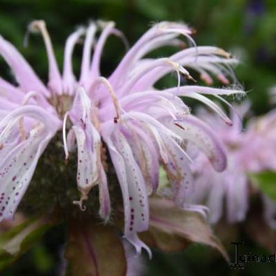 Monarda bradburiana - Monarda bradburiana