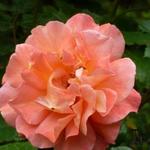 Rosa 'Westerland' - 