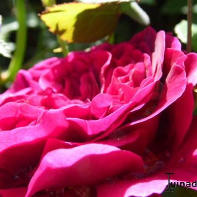 Rosa 'William Shakespeare 2000' - 