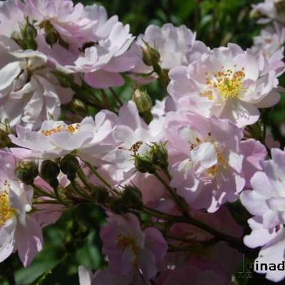 Rosa 'Caroline's Blush' - 