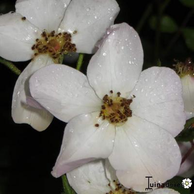 Rosa ‘White Fleurette’ - 