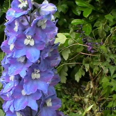 Delphinium 'Blue Bird' - Delphinium 'Blue Bird'