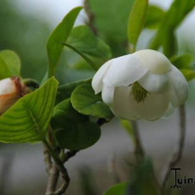 Magnolia sieboldii - Sommer-Magnolie - Magnolia sieboldii
