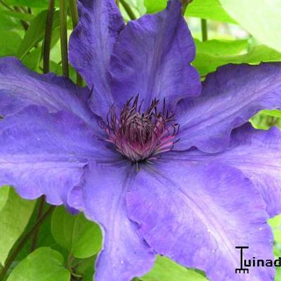 Clematis 'The President' 