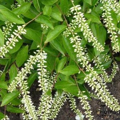 Itea virginica 'Henry's Garnet'