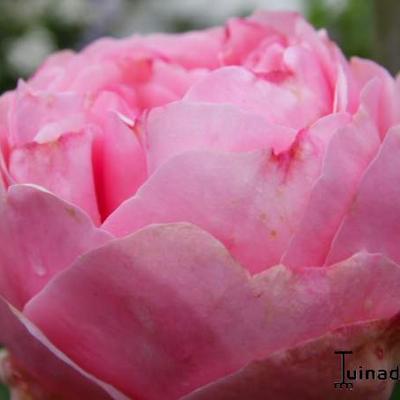 Rosa 'Giardina' - 