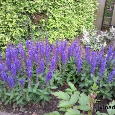 Salvia nemorosa 'Sensation Deep Blue' - Salvia nemorosa 'Sensation Deep Blue'