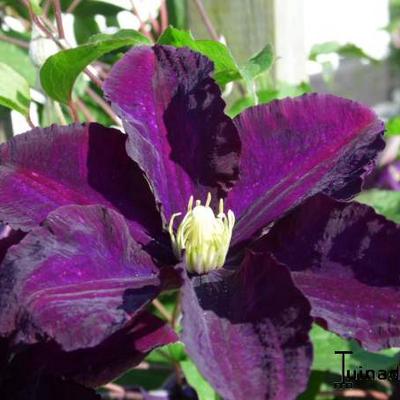 Clematis 'Warszawska Nike' - Clematis 'Warszawska Nike'