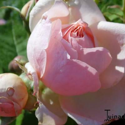 Rosa 'Bjorn Boy' - 