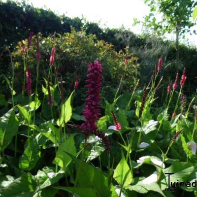 Persicaria amplexicaulis 'Speciosa' - Persicaria amplexicaulis 'Speciosa'