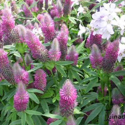 Trifolium rubens - 