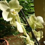 Phalaenopsis 'Yellow Butterfly' - 