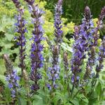 Salvia nemorosa 'Sensation Blue' - 