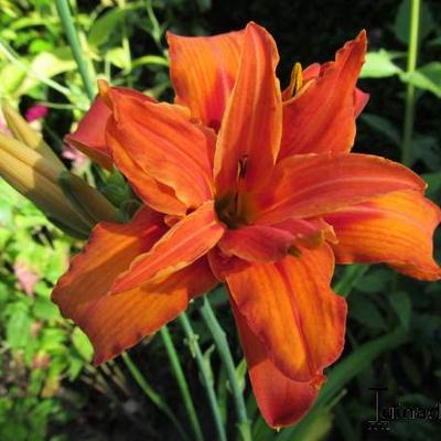 Hemerocallis fulva 'Flore Pleno' - 