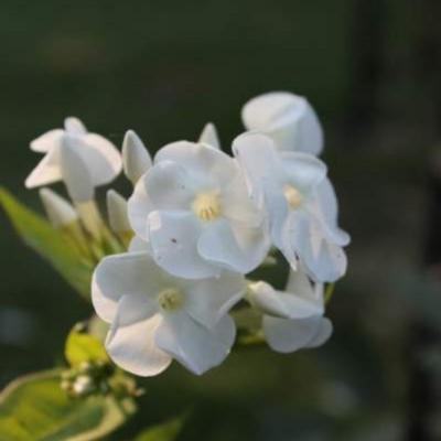 Phlox paniculata 'Rembrandt'