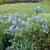 Agapanthus 'AMOURETTE Blue'