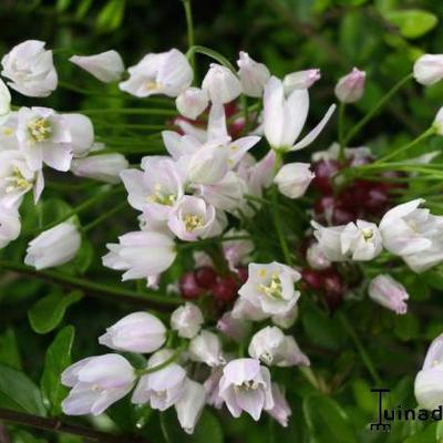 Allium roseum var. roseum - 