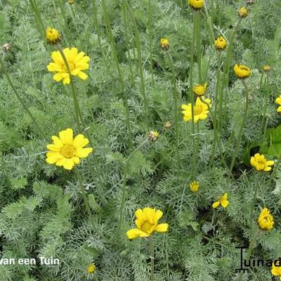 Anthemis marschalliana - 