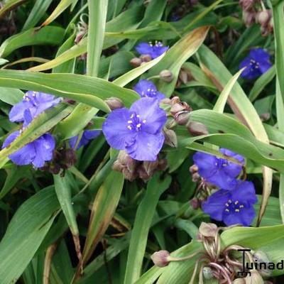 Tradescantia andersoniana 'Zwanenburg Blue'