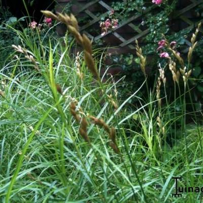 Carex muskingumensis - Palmwedel-Segge - Carex muskingumensis