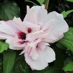 Hibiscus syriacus 'Lady Stanley' - Hibiscus syriacus 'Lady Stanley'