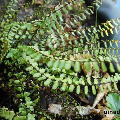 CAPILLAIRE DES MURAILLES, DORADILLE CHEVELUE, DORADILLE CAPILLAIRE - Asplenium trichomanes