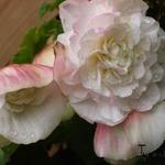 Begonia odorata 'Fragrant White' - Begonia odorata 'Fragrant White'