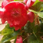 Begonia pendula - 