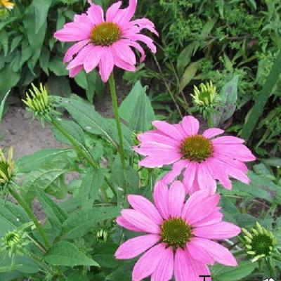 Echinacea purpurea 'Magnus'