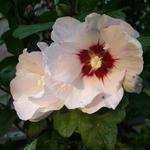 Hibiscus syriacus ’Red heart’ - 