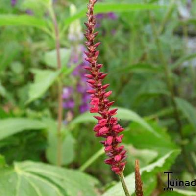 Persicaria amplexicaulis 'Blackfield'