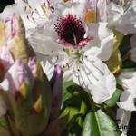 Rhododendron 'Sappho' - Rhododendron 'Sappho'