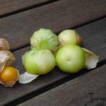 Physalis philadelphica - Tomatille