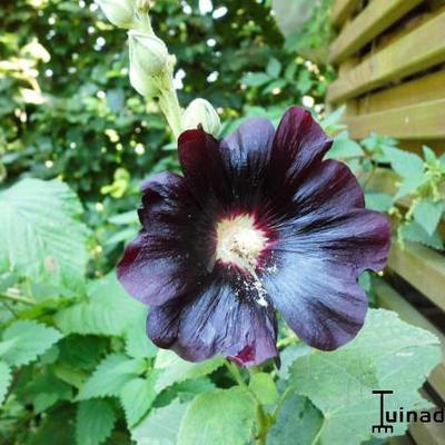 ROSE TRÉMIÈRE - Alcea rosea 'Nigra'