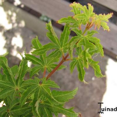 Acer palmatum 'Shishigashira' - Acer palmatum 'Shishigashira' - Acer palmatum 'Shishigashira'