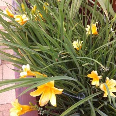 Hemerocallis 'Stella de Oro' - Hemerocallis 'Stella de Oro'