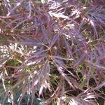 Acer palmatum 'Garnet' - 