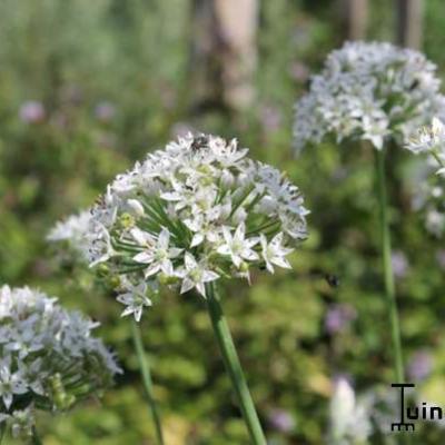 Allium tuberosum - 