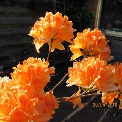 Rhododendron 'Frans van der Bom' - 