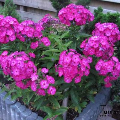 Phlox paniculata 'Velvet FLAME - 