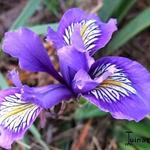 Iris douglasiana - Douglas-Iris