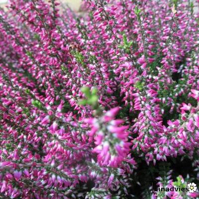 Calluna vulgaris - 